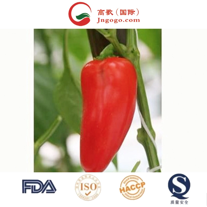 180 Asat Sweet Paprika Chili Big Chili for Seasoning Pepper Red Dry Chilli Whole Spanish Chili