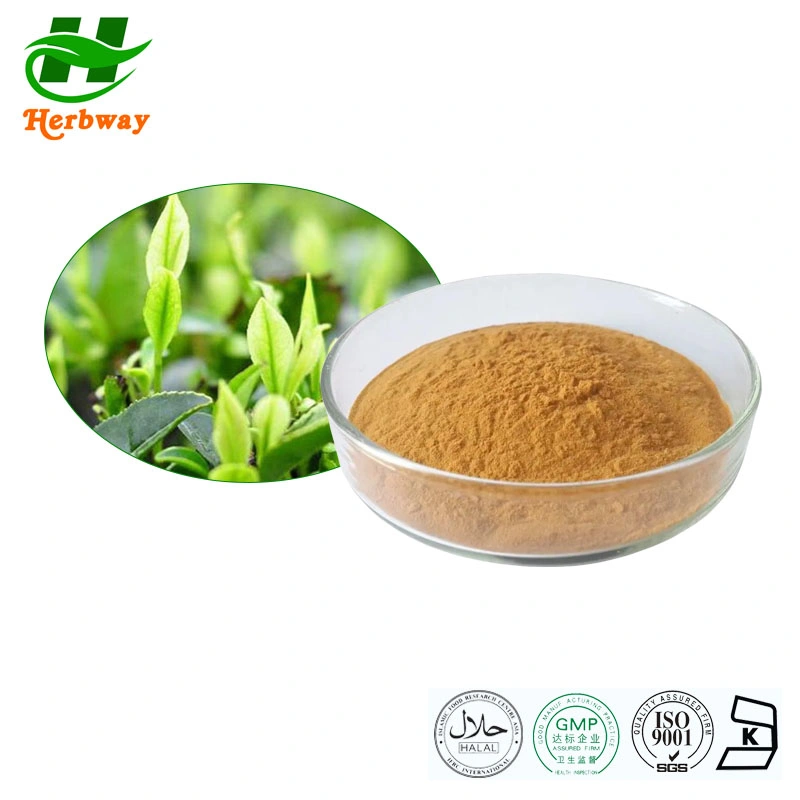 Herbway HACCP Kosher Halal FSSC Certified Fabricante mejor Precio Natural Suplementos 60% té polifenoles té Verde hojas polvo té Verde Extraer