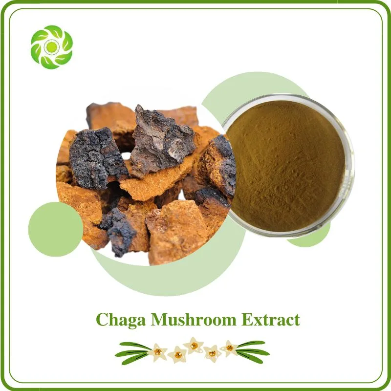 World Well-Being Plant Extract Chaga Extract Powder Polysaccharide 30%~95% Health Food Chaga Rodaja Organic Chaga Mushroom Chaga Mushroom Extract