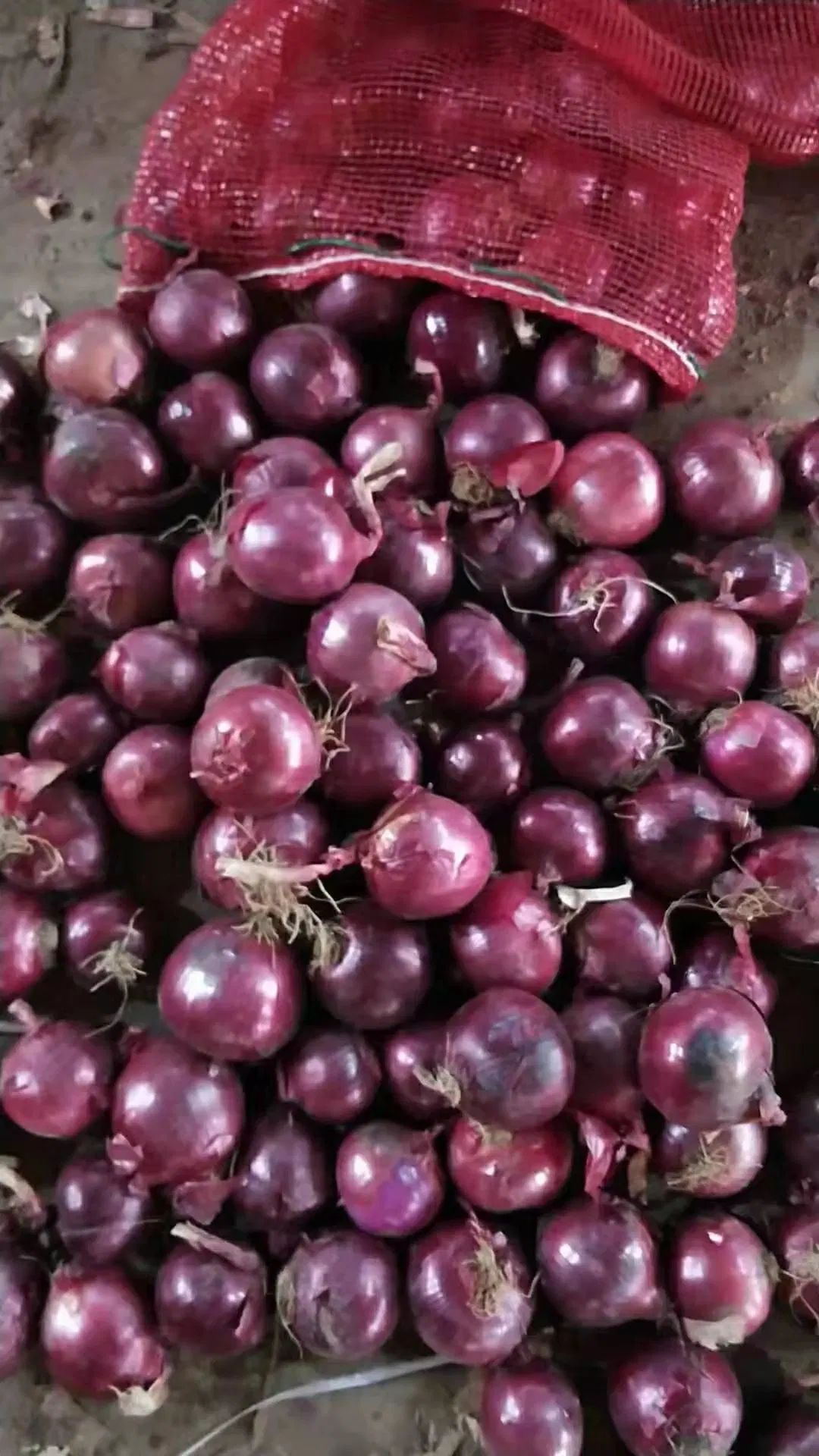 Chinesische Ernte Rote Zwiebel Gelbe Zwiebel Gansu Henan Shandong Herkunft Zwiebel