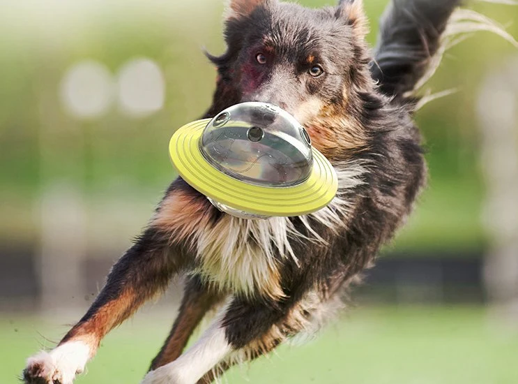 Neue Ankunft Hund Produkt Kunststoff Hund Spielzeug Grün Gelb Farbe