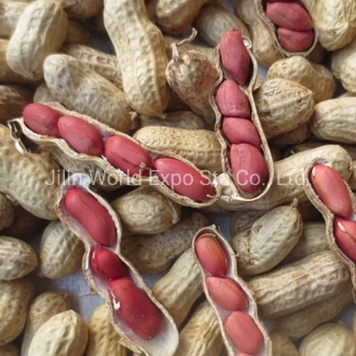 Wholesales Red Skin Peanut in Shell for Food China