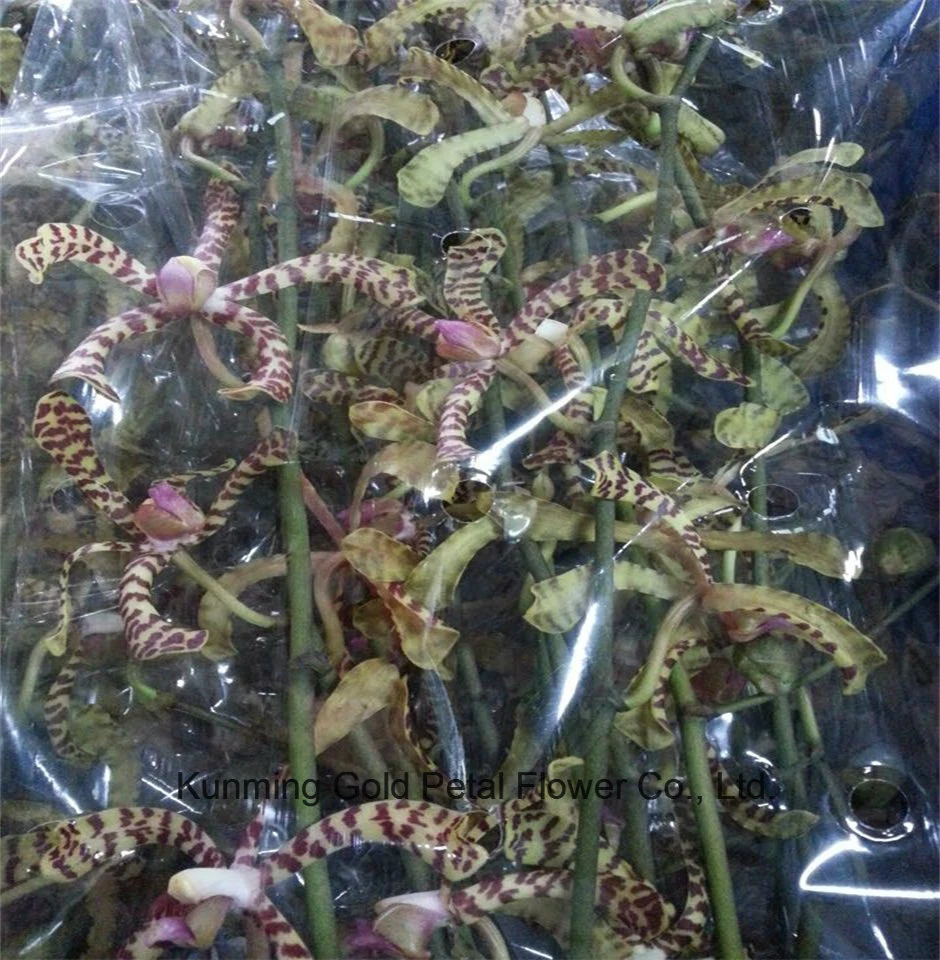 Venta caliente y de alta calidad de flores frescas cortadas Phalaenopsi Aranthera Mackiwi orquídeas para la mejor decoración