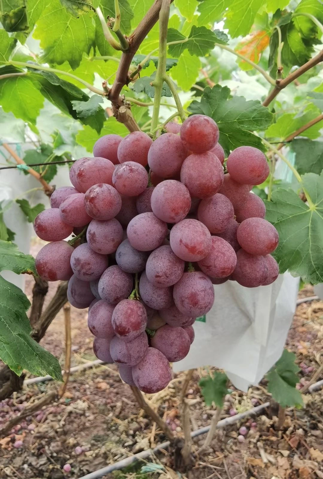 Nice Taste New Crop Red Grapes