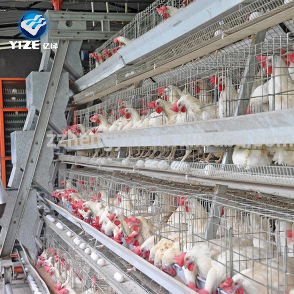 Porte de chargement automatique en acier galvanisé pour éleveuse Hen Coop à couche H-cage Hen Coop