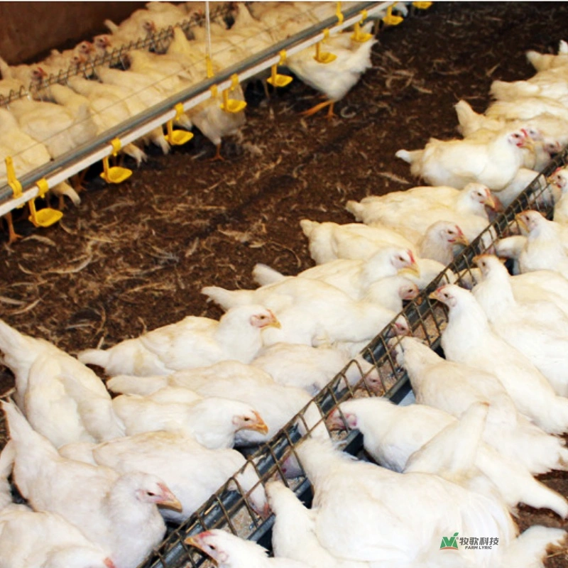 Equipo de alimentación de aves de corral cría de pollo a la alimentación de la canaleta