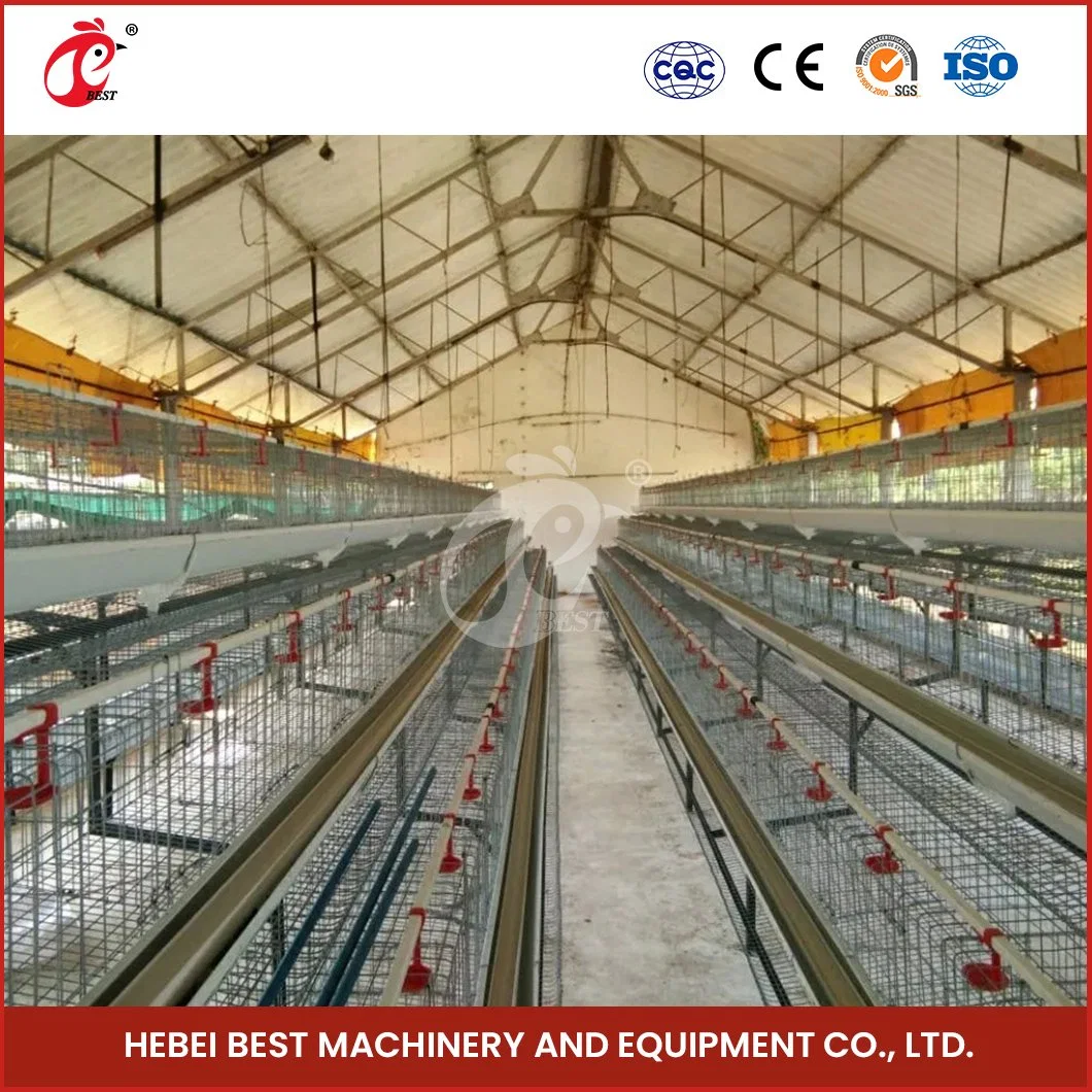 Bestchickencage a Type Small Pullet Cage Breeder Cage China Double Pullet Chicken Coop Factory Sample Available Black/Green/Blue Laboratory Chicken Pullet Cage