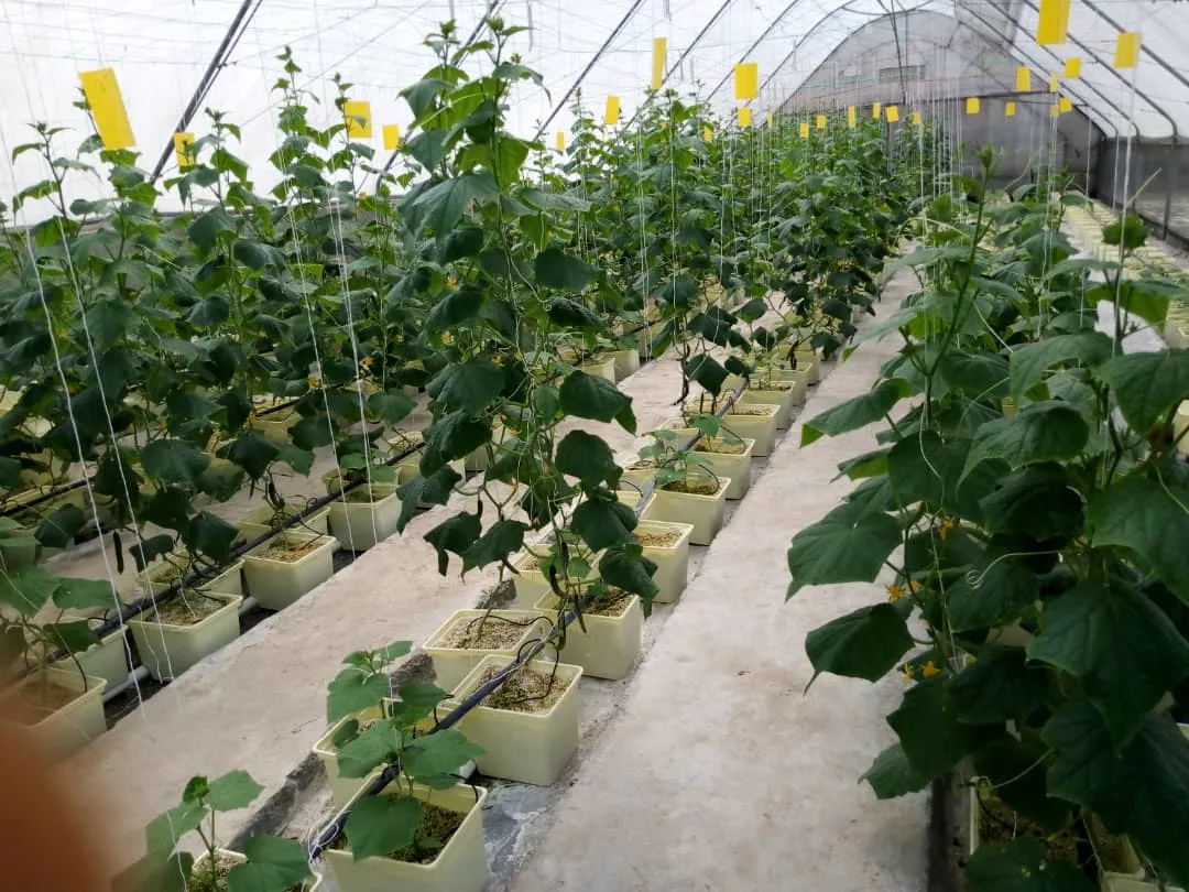 Nft Dutch Bucket Hydroponic Greenhouse Systems