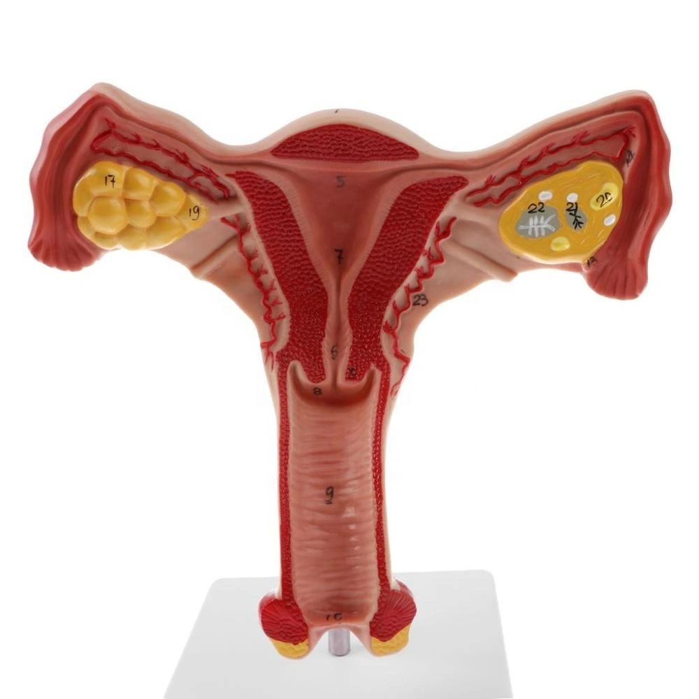 Anatomia humana 3D modelo uterino do ovário para biologia