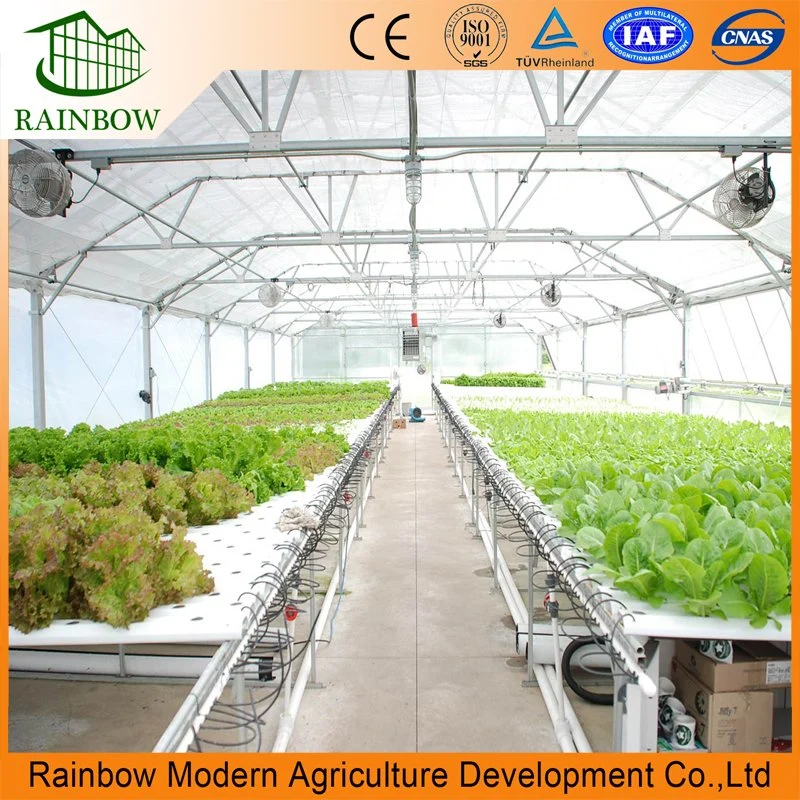 Single Span Film Greenhouse for Vegetable Growing System