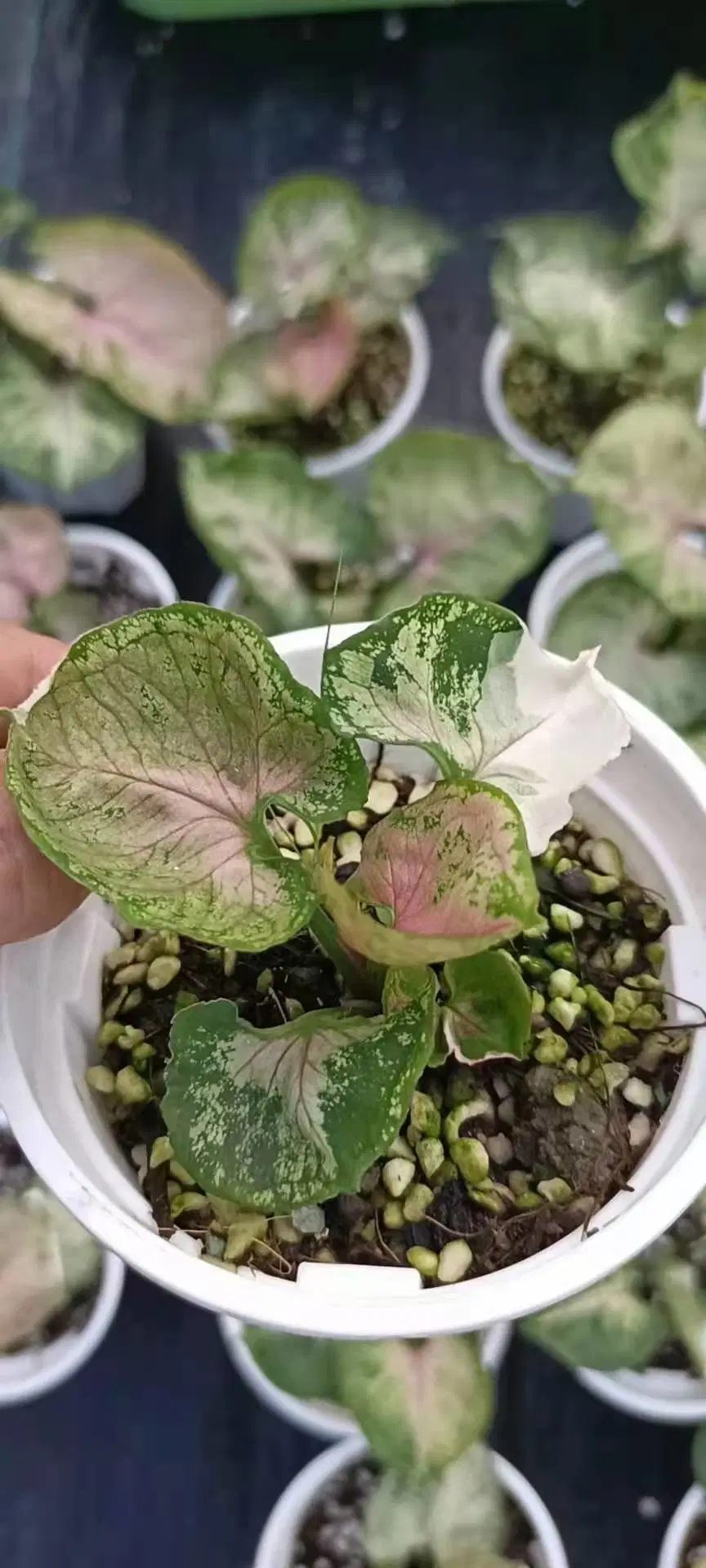 Variegated Rare Plants Syngonium Strawberry Ice