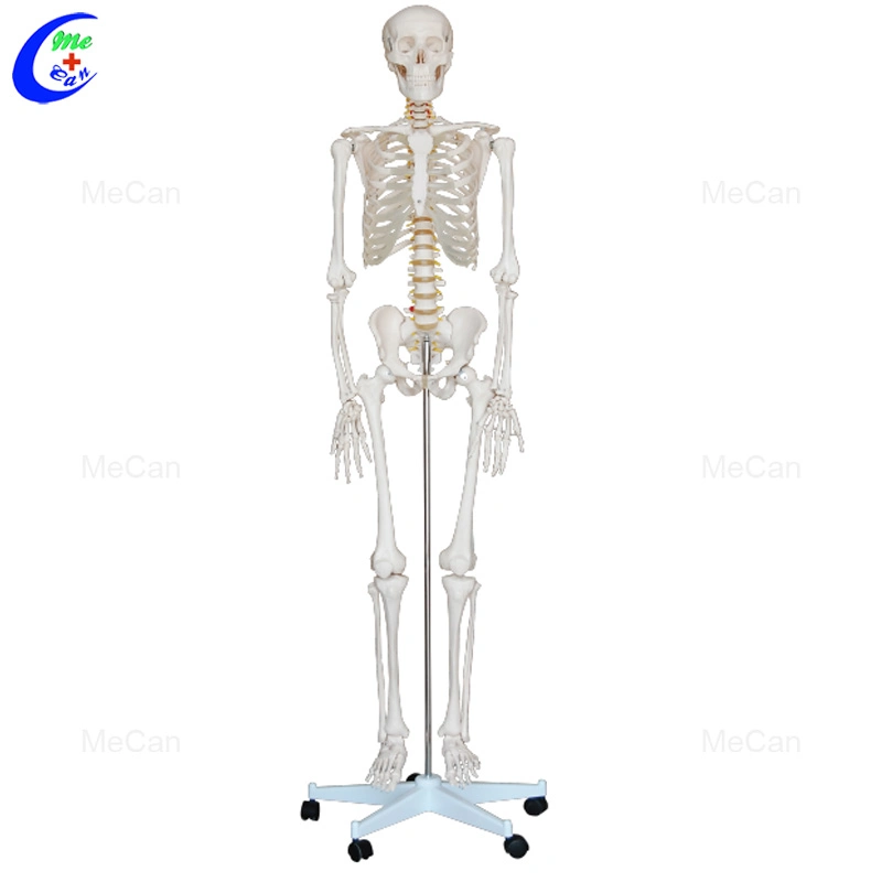 Prix bon marché 85cm de la science médicale Mecan 45cm 180cm squelette humain Anatomie de modèle