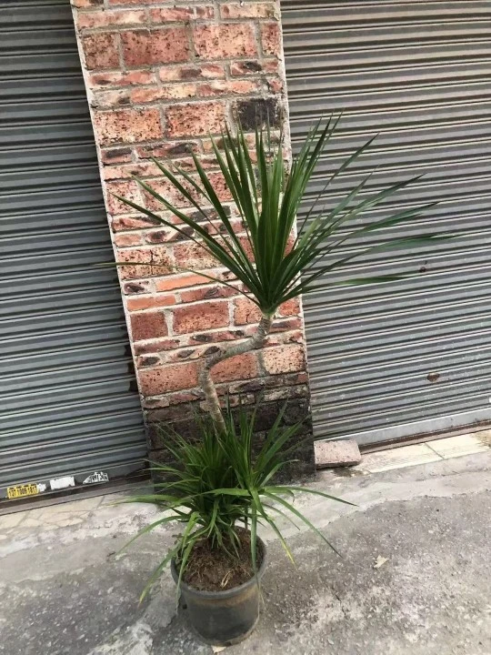 Dracaena Vand, arbre de sang de dragon. Ex L. plante réelle extérieure Bonsai en forme de S.