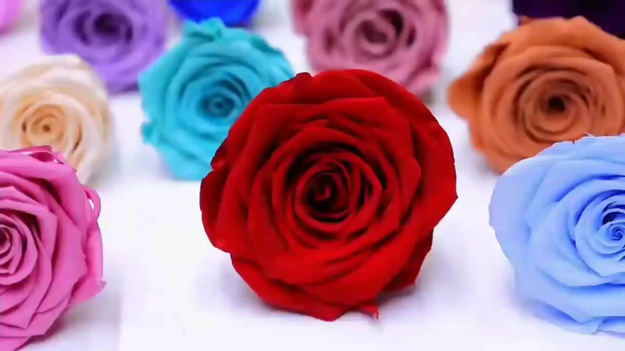 Wholesale/Supplier Preserved Real Gradient Color Roses Flower Preserved Rose for Wall