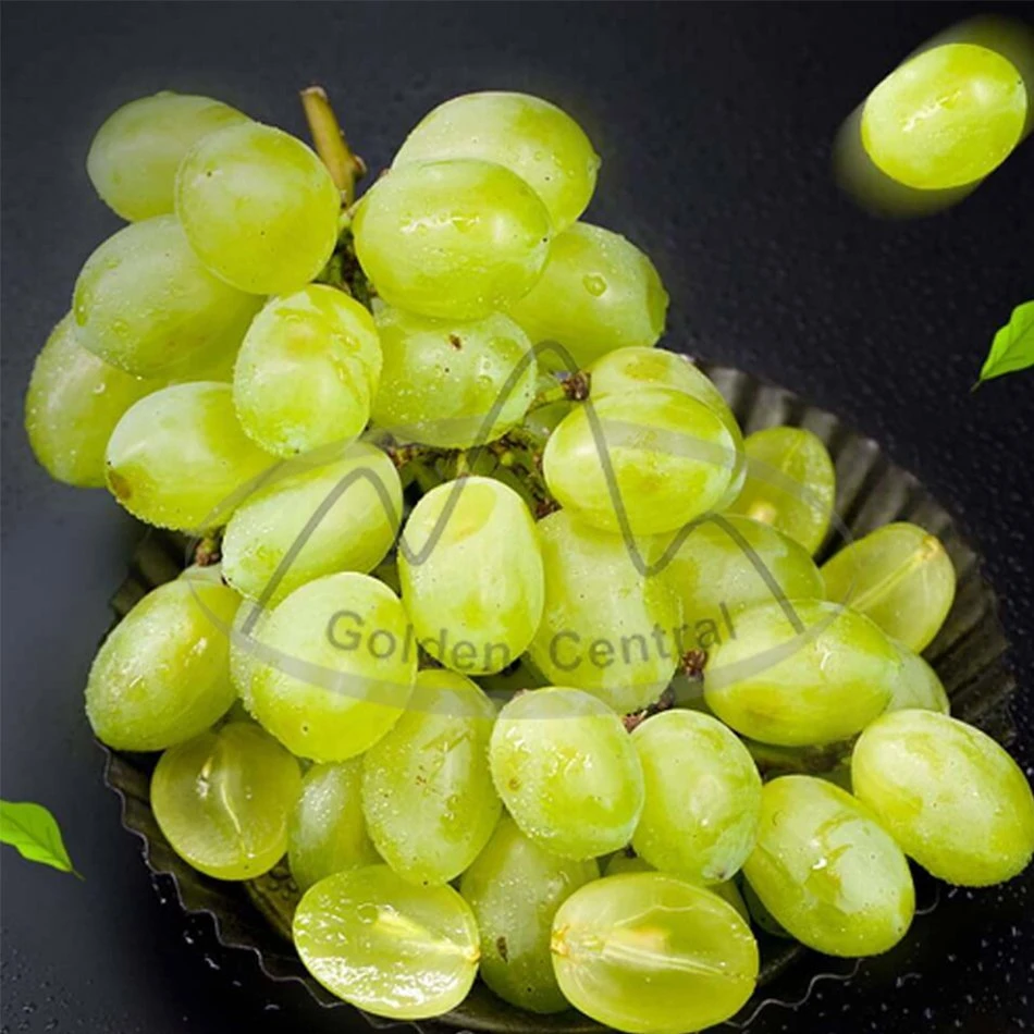 Seedless 2023 Chinese Sweet Sugar Shine Muscat Grape