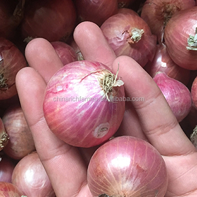 Natural Fresh Red Onion Export