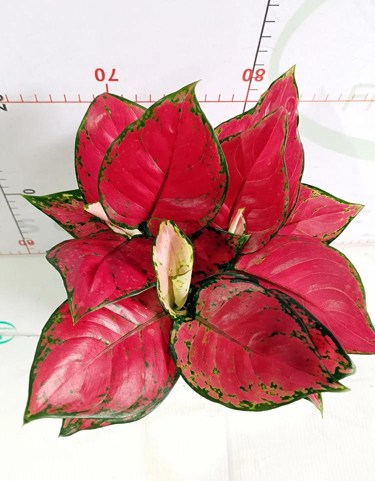 Hot Sale Real Plants Red Ruby Aglaonema