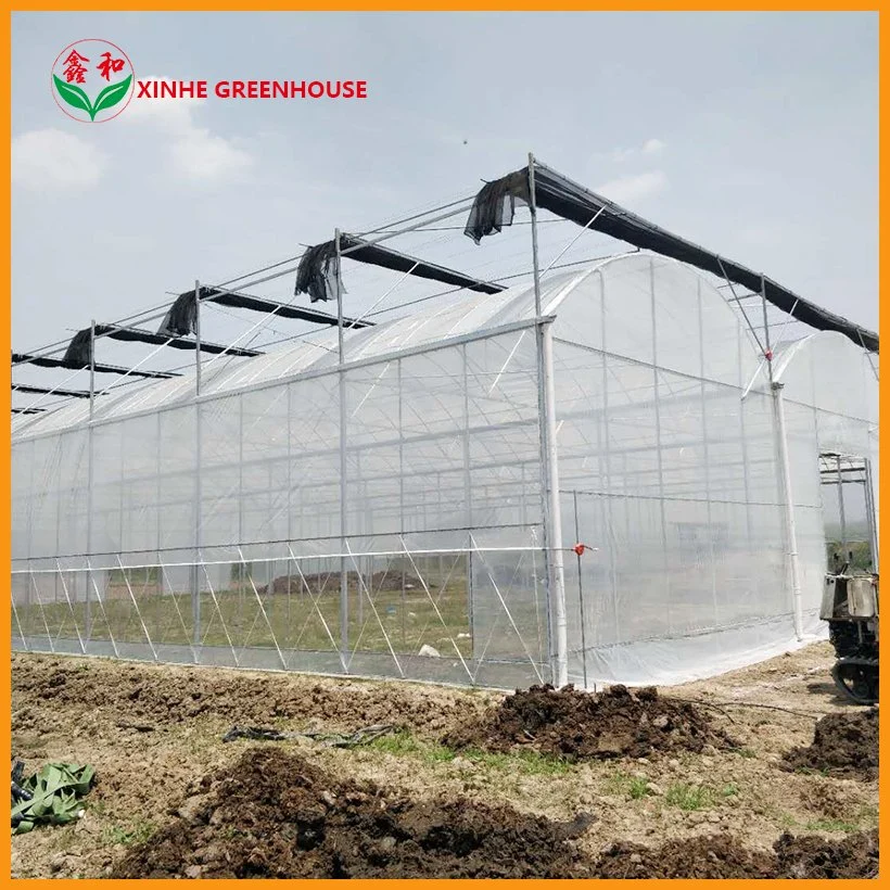 Plastic Film Tomato Greenhouse with High quality/High cost performance 