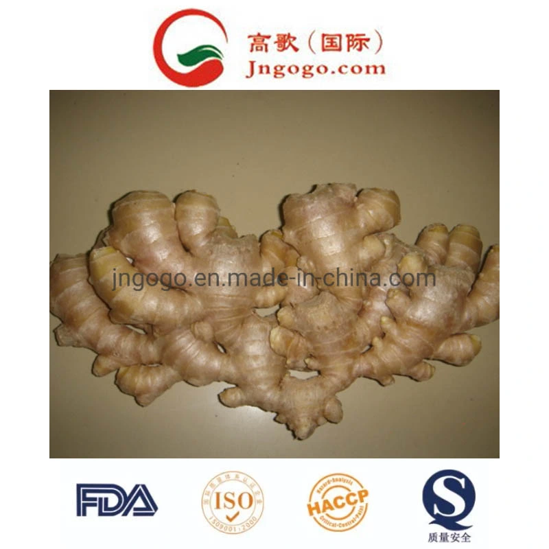 Golden Supplier Fresh Ginger (100-250g and up)