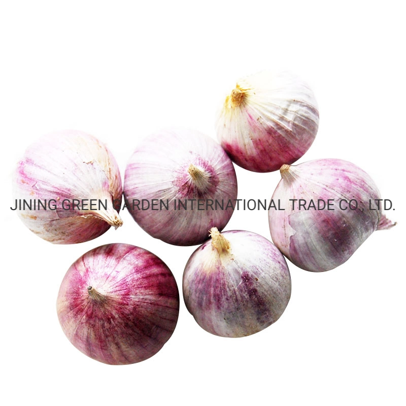 China Top Quality Single Clove Fresh Garlic New Crop Best Price Free Sample