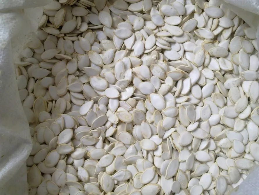 La máxima calidad Snow White semillas de calabaza Venta Directa de Fábrica