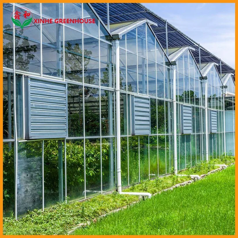 Multi Span Glass Greenhouse for Growing Lettuce
