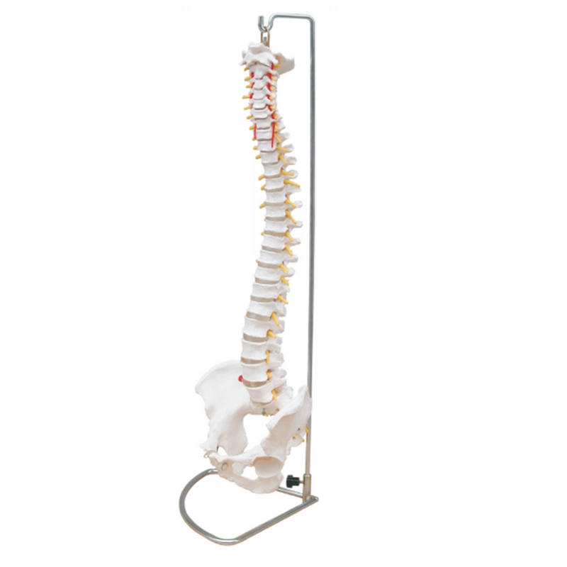 Didactic Vertebral Column Anatomical Spine Model