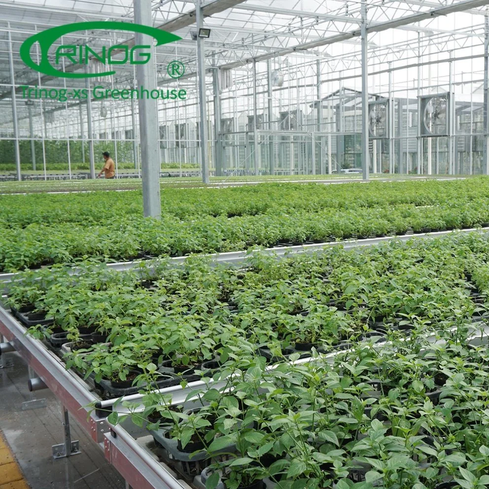 High quality/High cost performance  Multi-Span Large Agricultural Smart Cultivation Hydroponics System Film Greenhouse