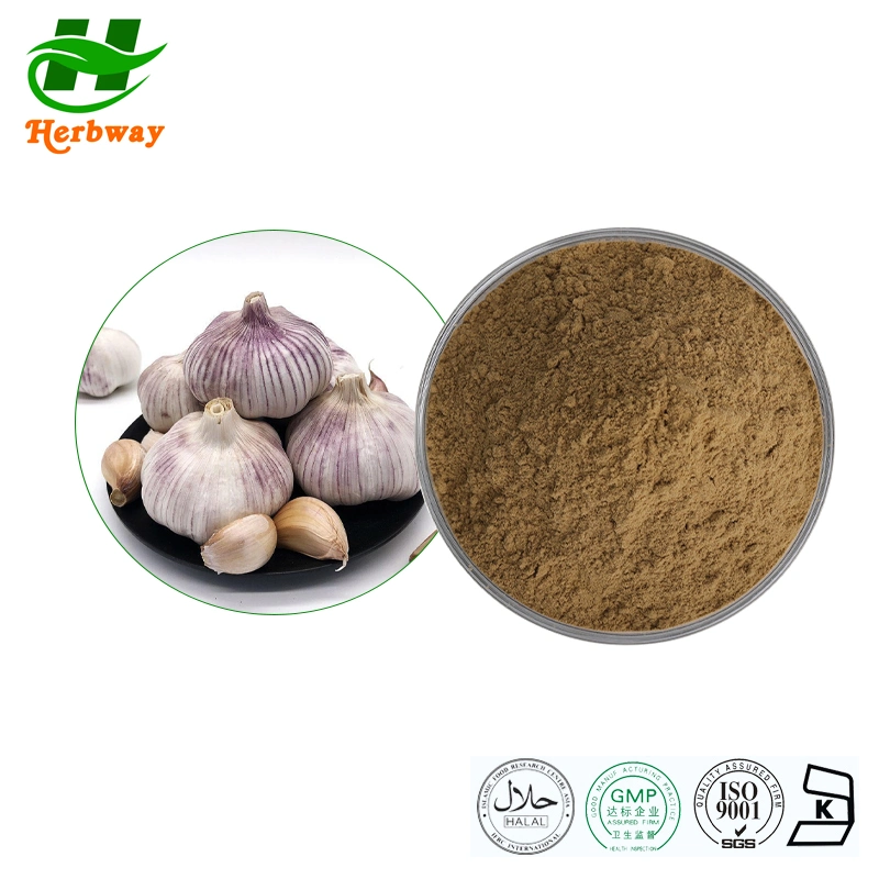 Herbway Kosher Halal Fssc HACCP Certified Garlic Extract Powder Garlic Extract Allicin Powder