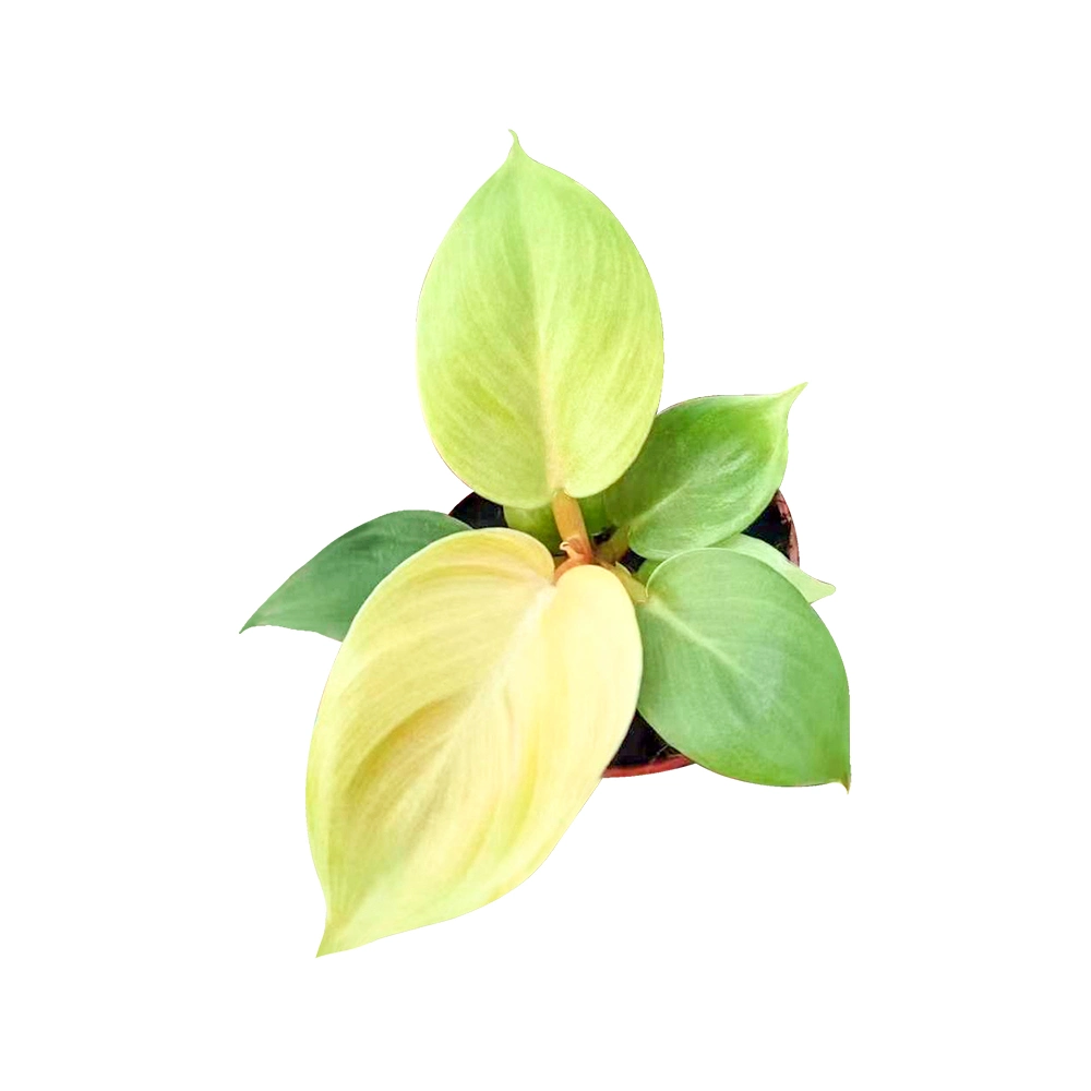 Philodendron Golden Beauty Plants Imperial Golden