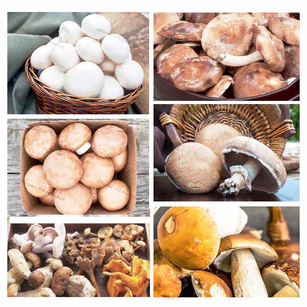 Exported China Manufacturer Frozen Sliced Mushroom