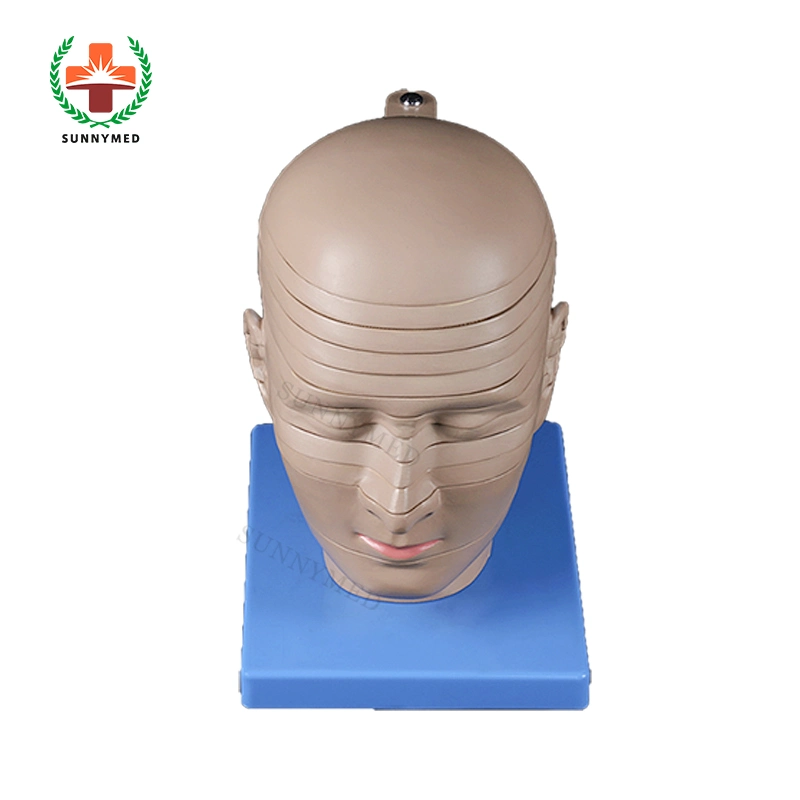 Sy-N087 sección Horizontal de cabeza y cuello humano Transection enseñanza modelo anatómico