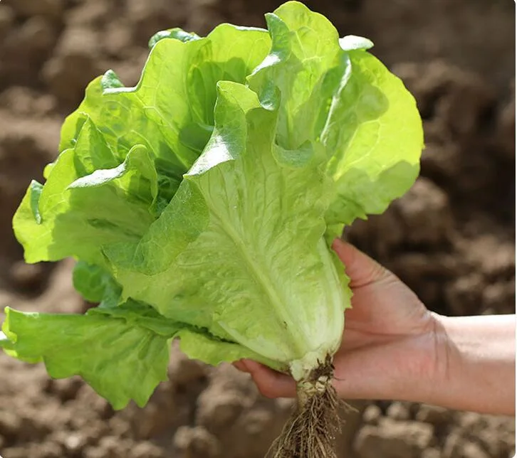 Factory Supply Fast Grow Green Salad Lettuce Seeds for Agriculture Sale