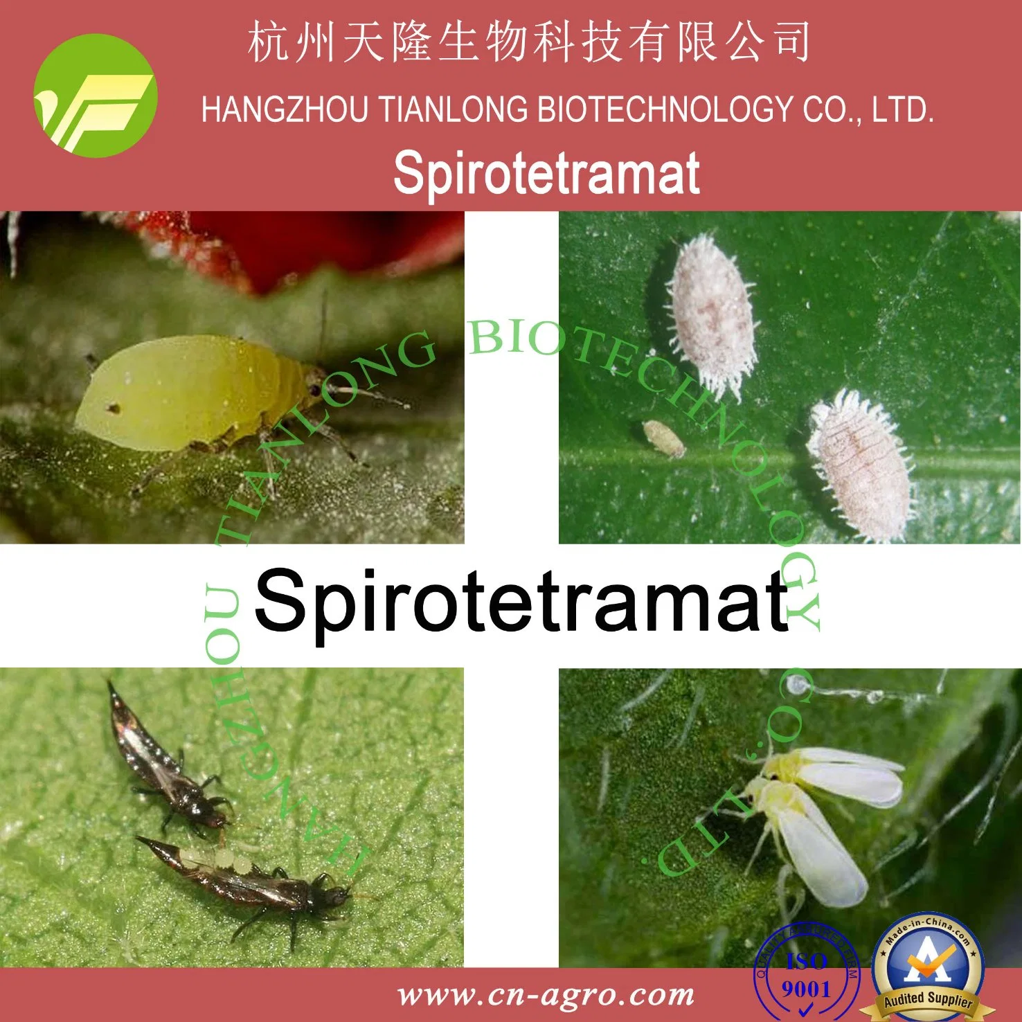 Spirotetramat (96 % TC, 100SC, 150SC, 240SC, 50 % WDG)-Insektizid