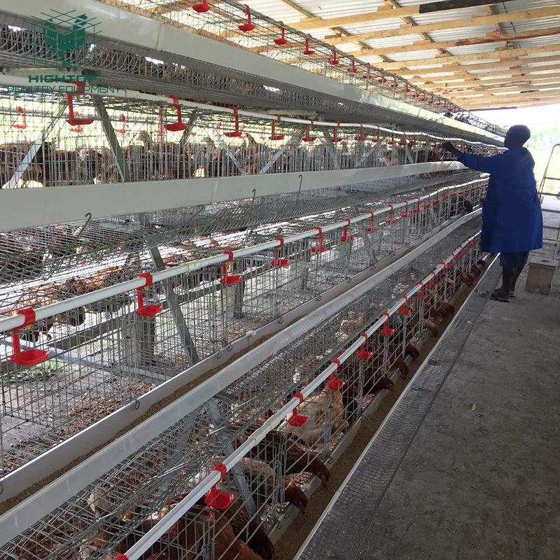 Poultry Farm Hens 160 Capacity Egg Laying Chicken  Cage For Layers