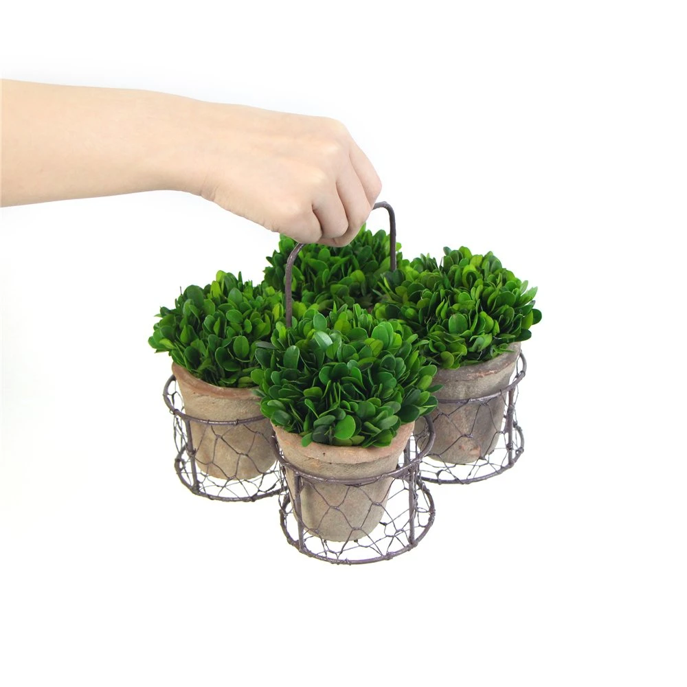 Set of 4 Preserved Boxwood Mini Topiary with Iron Handle Baskets for Decor