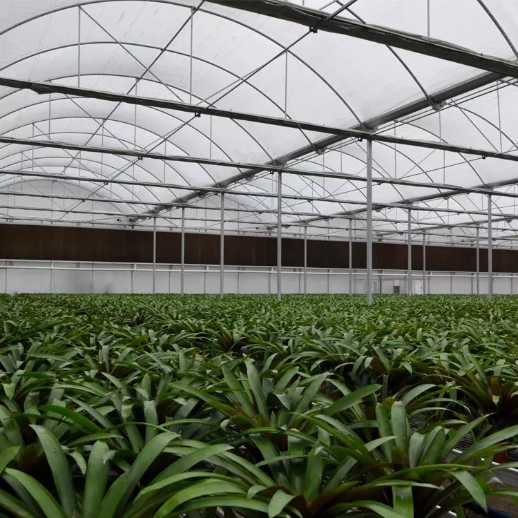 Highly Reflective Metalized Film Agricultural Greenhouses for Sale