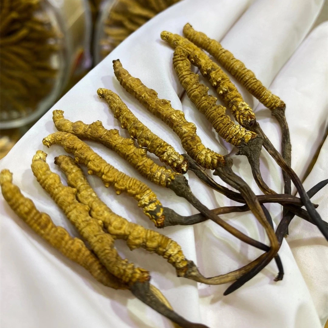 Cordyceps Mushroom Traditional Chinese Medicine Herb Wholesale/Supplier Bulk Pacakge Naqu Fungus Cordyceps Militaris