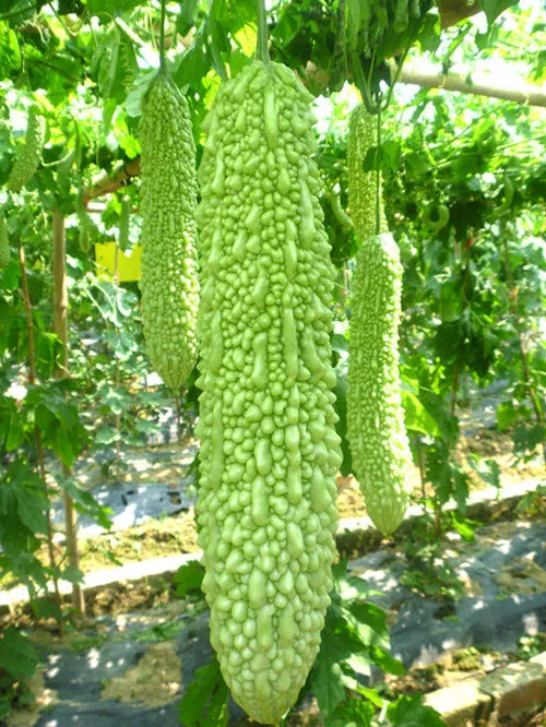 Primer híbrido de alto rendimiento Momordica charantia verde largos de semilla para sembrar las semillas de calabaza amarga