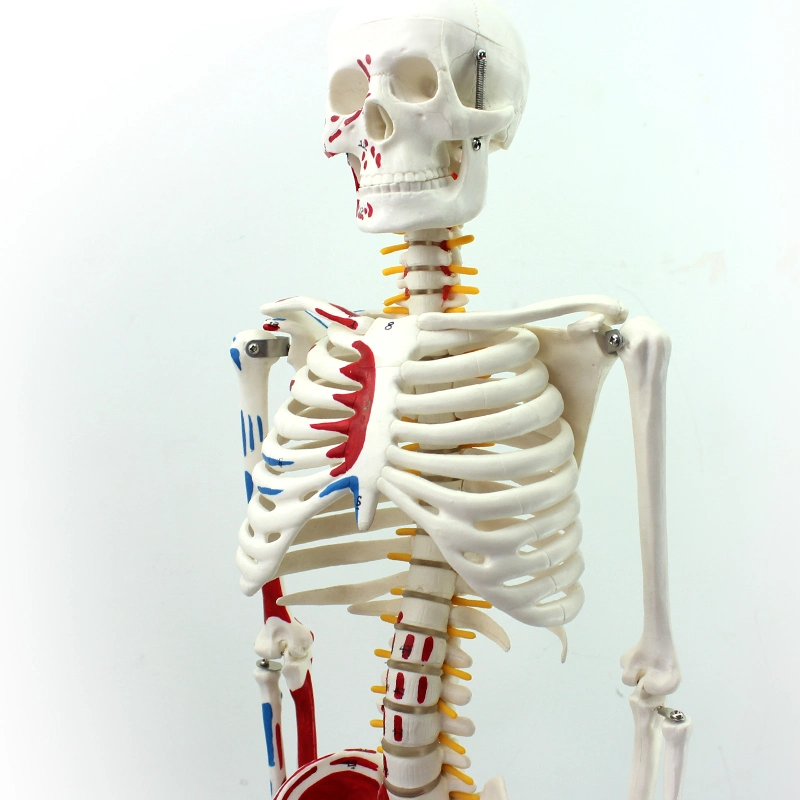 Classic Lab Teaching Models Nature Size 170cm Human Skeleton Models with Ligament of PVC