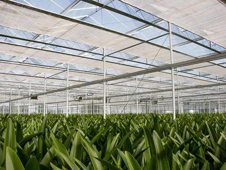 4mm Extra Clear Low-Iron Greenhouse Glass for Building Window Door