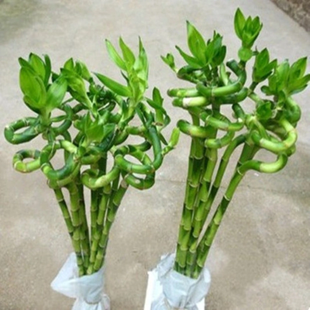 Spiral Lucky Bamboo Dracaena Live House النباتات في حجرة نوم الطفل ديكور أخضر الجملة