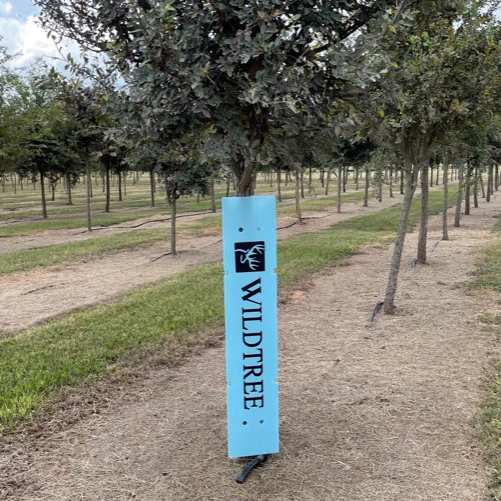 Envoltura de plástico personalizada de la vid Tree Guard Protector de plantas para la Protección de Árboles, plantas de hoja corrugado de animales de la fruta reciclables Protector de la planta /Tree Guard