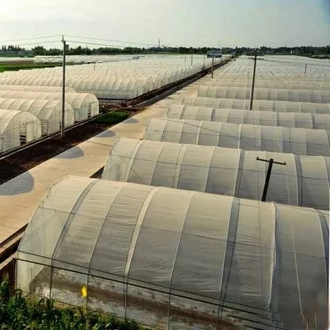 Production manuelle de type Xinhe Nude ou Carton Plant tunnel Greenhouse