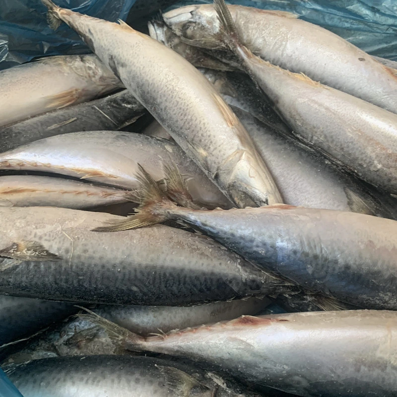 Le Maquereau Maquereau filets congelés de poissons congelés exportateurs le chinchard du Pacifique dans le marché chinois