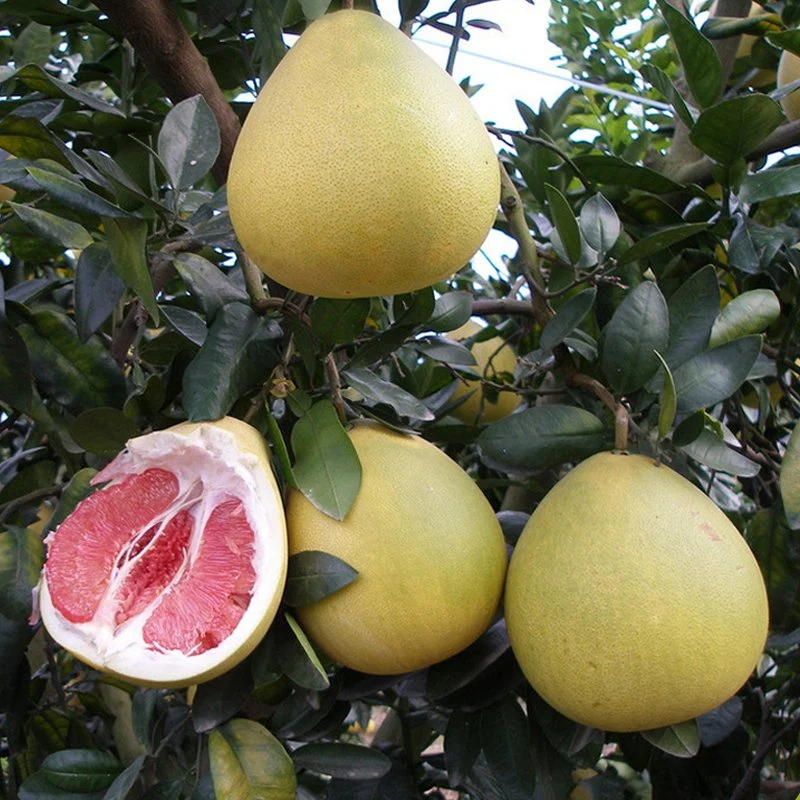 Hot vender miel pomelo fresco chino nueva cosecha de fruta fresca Pomelo de máxima calidad con precio al por mayor