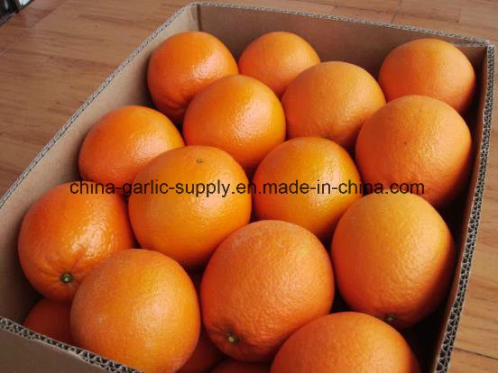 New Crop Wholesale/Supplier Mandarin Fresh First Quality Navel Orange