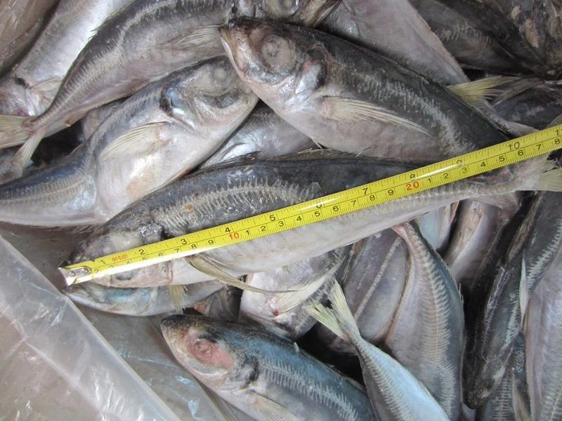 Land Frozen Horse Mackerel 22cm+ Suit for Angola Market