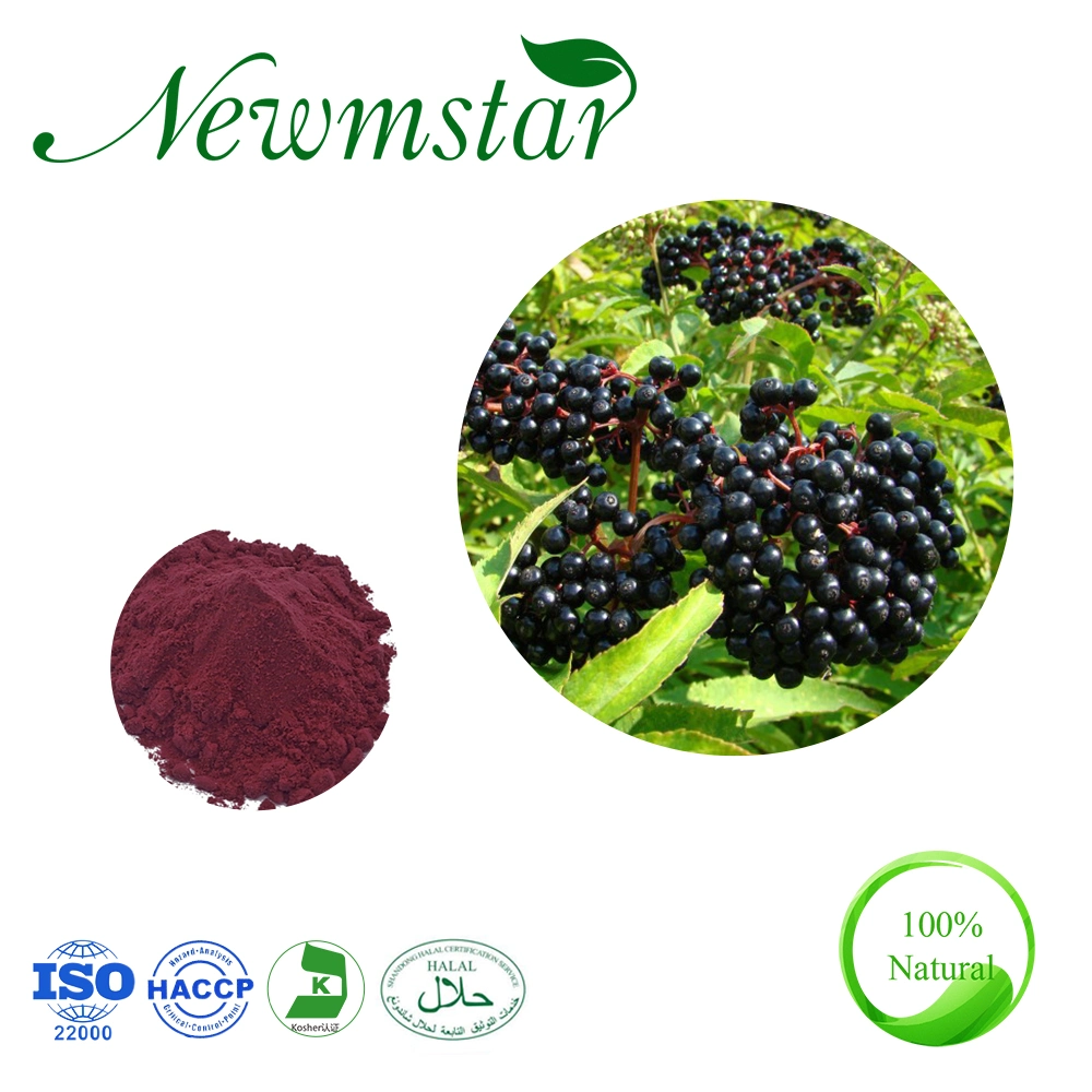 Usine d'approvisionnement avec extrait de plante certifié ISO d'extrait de sureau / extrait de sureau noir avec 5% d'anthocyanine.