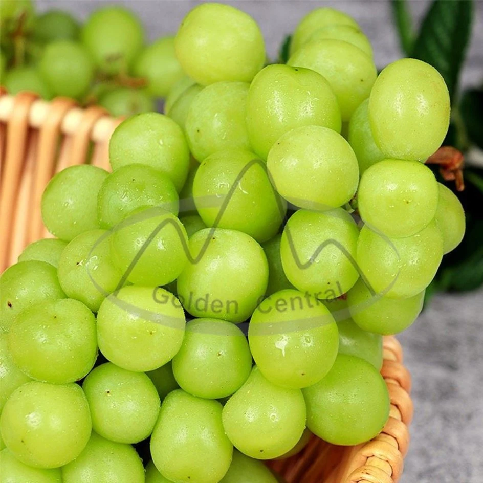 Fábrica de produtos frescos Sweet Juicy Shine Muscat Green Grape